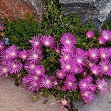 Fuschia Ice Plant Seeds – Heirloom Non-GMO Flower Seeds for Drought-Tolerant Garden Planting