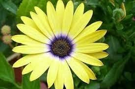 Yellow Osteospermum Flower Seeds, Heirloom, Non-GMO Seeds for Planting