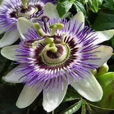 Heirloom Non-GMO Passionflower Seeds for Planting – Exotic Climbing Flowering Vine Seeds