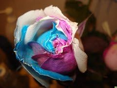 Gold Rose Heirloom Non-GMO Seeds for Planting for planting in your garden.