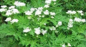 Myrrhis Flower Seeds for Planting, Fresh, 100 pcs