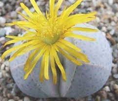 Heirloom Non-GMO Dinteranthus Wilmotianus Succulent Seeds for Planting – Rare Drought-Tolerant Rock Garden Plants