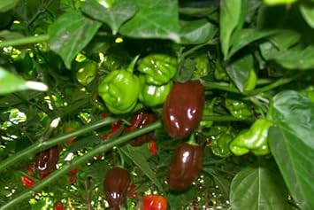 Habanero Pepper Seeds for Planting - 100 Pcs pcs