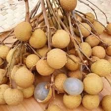 70pcs Longan Fruit Seeds - Grow Exotic Longan Trees for Sweet, Juicy Fruits 100 Pcs pcs