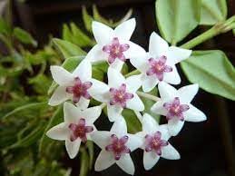Heirloom Non-GMO Hoya Bella Flower Seeds – Tropical Flower Seeds for Home Gardening