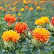 Carthamus Flower Seeds for Planting - 100 pcs