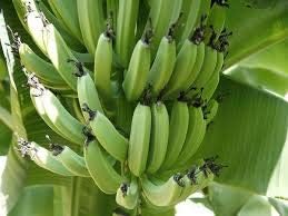Raw Banana or Plantains Fruit Seeds - Non-GMO, Sweet and Juicy for Indoor or Outdoor Gardens