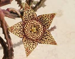 Stapelia Variegata Flower Seeds – Heirloom Non-GMO Starfish Cactus Seeds for Garden Planting