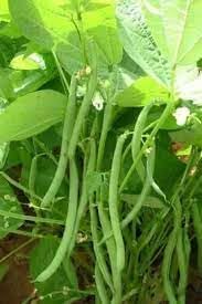Bean Seeds for Planting - 100 Pcs pcs
