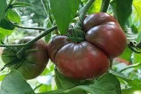 Tomato Seeds for Planting, Dark Maroon, 100 Pcs pcs