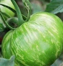 Green Big Tomato Seeds for Planting - 100 Pcs pcs