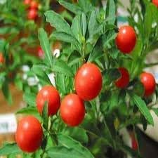 Ashwagandha Plant Seeds for Herbal Wellness and Strength 100 Pcs pcs