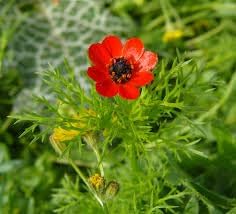Fern Flower Seeds for Garden Planting - heirloom & Non GMO Seeds for planting in home garden