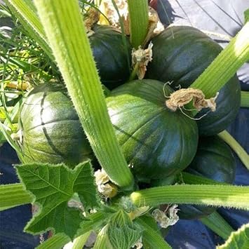 Round Courgette Vegetable Seeds for Planting - 100 Pcs pcs