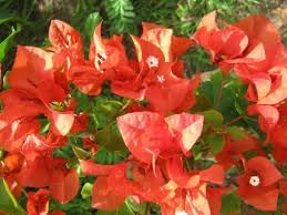 Bougainvillea Flower Seeds for Garden Planting - NON GMO Seeds