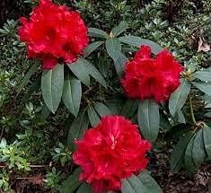 Rhododendron Red Flower Seeds for Planting - NON GMO Seeds