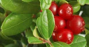 Rare Melon Vine Seeds - Cultivate Lush and Unique Melon Varieties 100 Pcs pcs