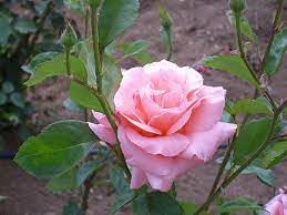 Rose Queen Elizabeth Plant Seeds for Planting Non-GMO Heirloom Garden Seeds for Growing