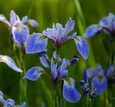 Blue Iris Flower Seeds for Garden Planting - NON GMO Seeds
