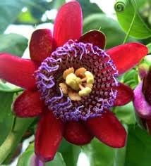 Riesengranadilla Flower Seeds for Planting â€“ NON GMO Seeds for planting in home garden