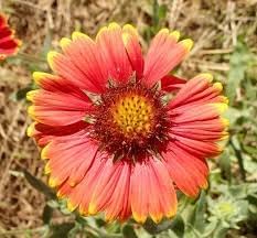 Heirloom Non-GMO Gaillardia Tokajer Flower Seeds for Planting – Drought-Tolerant Summer Blooms