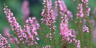 Heather Flower Planting Seeds 100 Pcs pcs