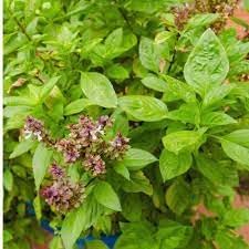 Basil Herb Seeds for Planting-Heirloom & Non-GMO Seeds for planting – Fresh Herb for Your Garden