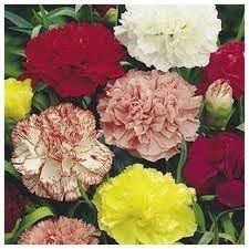 Carnation Flower Seeds Heirloom Non GMO Planting - 100 pcs