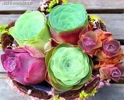 Greenovia Flower Seeds for Garden Planting - NON GMO Seeds