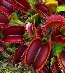 Catchfly Flower Seeds – Heirloom, Non-GMO Flower Seeds for Planting