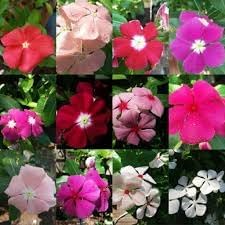 Vinca Periwinkle Flower Seeds for Planting - NON GMO Seeds