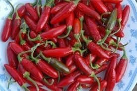 Apache Chili Pepper Seeds for Planting - 100 Pcs pcs