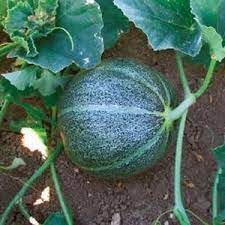 Pocket Melon Fruit Seed Pack for Small, Sweet Melon Varieties 100 Pcs pcs