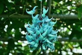 Jadewein Flower Seeds for Planting 100 pcs