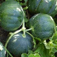 Pocket melon fruit seeds