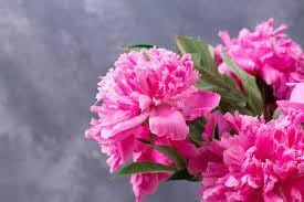 Carnations Flower Seeds for Garden Planting - NON GMO Seeds
