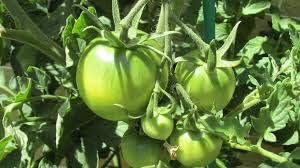 Tomato Seeds for Planting, Dark Green, 100 Pcs pcs