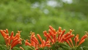 Creeper Flower Planting Seeds for Garden NON GMO Seeds