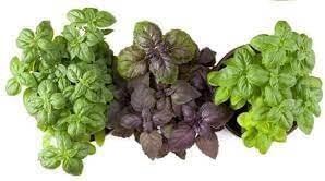 Basil Seed Mix for Growing Flavorful Herb Gardens and Microgreens – Fresh Herb for Your Garden