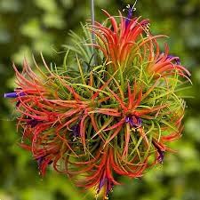 Tillandsia Flower Seeds for Planting - 100 pcs