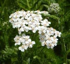 Achillea Millefolium Flower Seeds Heirloom Non GMO Planting - 100 pcs
