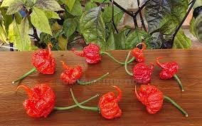 Chili Pepper Vegetable Seeds for Planting - 100 Pcs pcs