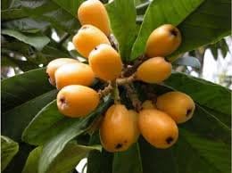 Yellow Loquat Fruit Seeds for Planting – 5 Seeds 100 Pcs pcs