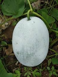 Winter Melon Vegetable Seeds for Planting, 100 Pcs pcs