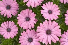 Osteospermum Ecklonis Flower Seeds Heirloom Non GMO Planting - 100 pcs