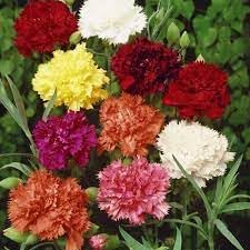 Carnation Flower Seeds Heirloom Non GMO Planting - 100 pcs - Flower for planting in home garden