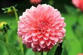 Heirloom Dahlia Flower Seeds for Planting 100 pcs - Dahlia for planting in home garden