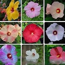 Heirloom Hibiscus Flower Seeds – Non-GMO Tropical Flower Seeds for Planting