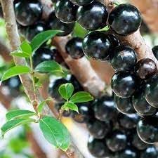 Plinia Flower Planting Seeds for Garden NON GMO Seeds