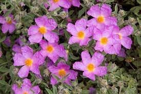 CISTUS Flower Seeds for Planting - 100 pcs